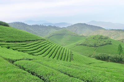 茶葉新國標取消稀土限量，為福建茶產(chǎn)業(yè)注入新活力